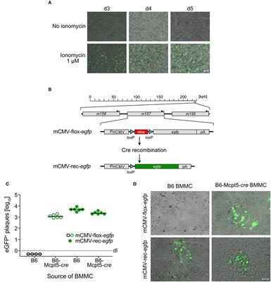 The Anti-apoptotic Murine Cytomegalovirus Protein vMIA-m38.5 Induces Mast Cell Degranulation